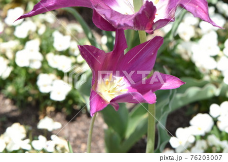 青空の下で咲いたかわいいチューリップ 76203007