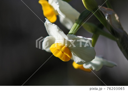 スイセンの花が下向きに咲いている。クローズアップ スイセンの花が下向きに咲いている。クローズアップ 76203065