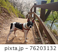 ペット 犬 動物 76203132