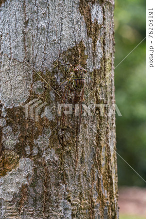 【昆虫】東南アジアのセミ 76203191