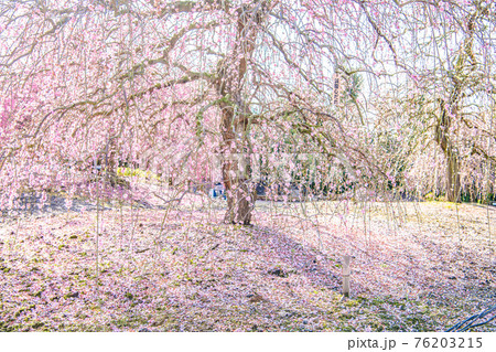 鈴鹿の森庭園 梅 鈴鹿の森庭園 梅 76203215