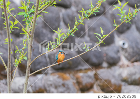 カワセミ 高画質クローズアップ素材 76203509