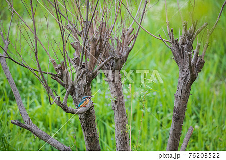 カワセミ 高画質クローズアップ素材 76203522