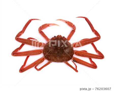 活けズワイガニ 76203607