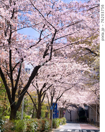 サクラが満開の六本木さくら坂　東京都 76203756