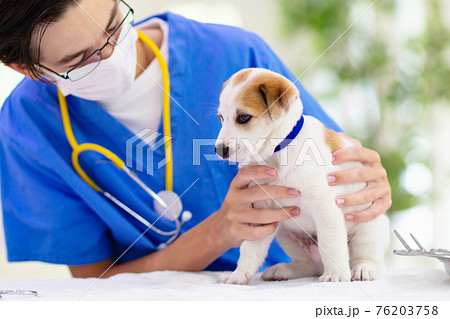 Vet examining dog. Puppy at veterinarian doctor. Vet examining dog. Puppy at veterinarian doctor. 76203758