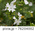 満開の白い花 76204002