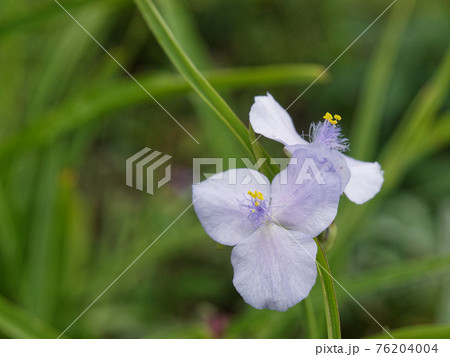 紫の可憐な花の写真素材