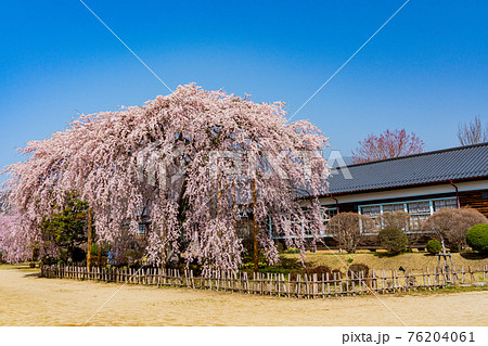 (長野県)桜咲いた 旧山本中学校木造校舎 杵原学校 (長野県)桜咲いた 旧山本中学校木造校舎 杵原学校 76204061