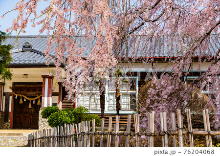 (長野県)桜咲いた 旧山本中学校木造校舎 杵原学校 (長野県)桜咲いた 旧山本中学校木造校舎 杵原学校 76204068