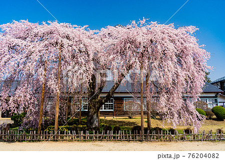 (長野県)桜咲いた 旧山本中学校木造校舎 杵原学校 (長野県)桜咲いた 旧山本中学校木造校舎 杵原学校 76204082