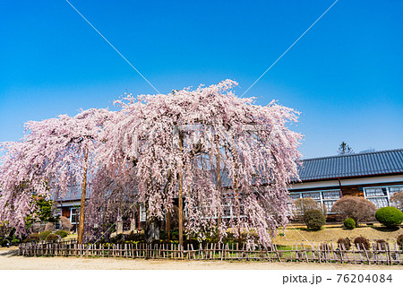 (長野県)桜咲いた 旧山本中学校木造校舎 杵原学校 (長野県)桜咲いた 旧山本中学校木造校舎 杵原学校 76204084