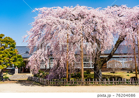 (長野県)桜咲いた 旧山本中学校木造校舎 杵原学校 (長野県)桜咲いた 旧山本中学校木造校舎 杵原学校 76204086