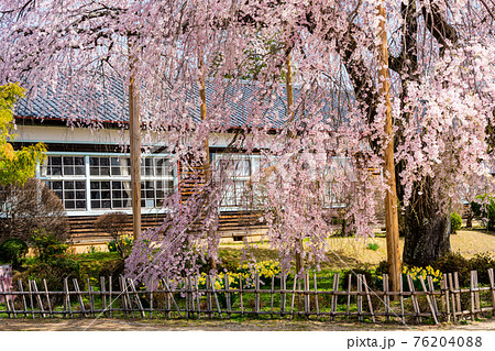 (長野県)桜咲いた 旧山本中学校木造校舎 杵原学校 (長野県)桜咲いた 旧山本中学校木造校舎 杵原学校 76204088
