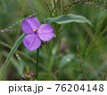 紫の花 76204148