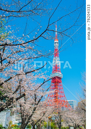 芝公園のソメイヨシノと東京タワー 76204333