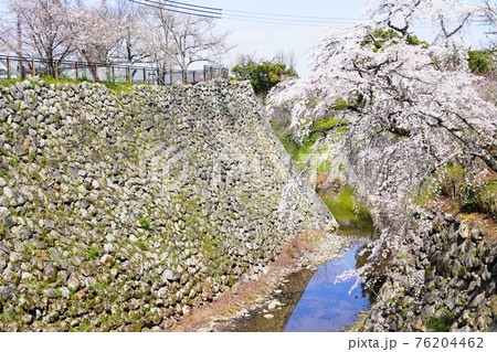 奈良 大和郡山市 郡山城 本丸の石垣と枝垂れ桜(内堀、春) 奈良 大和郡山市 郡山城 本丸の石垣と枝垂れ桜(内堀、春) 76204462