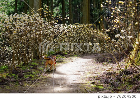 ミツマタの群落を歩くビーグル犬 ミツマタの群落を歩くビーグル犬 76204500