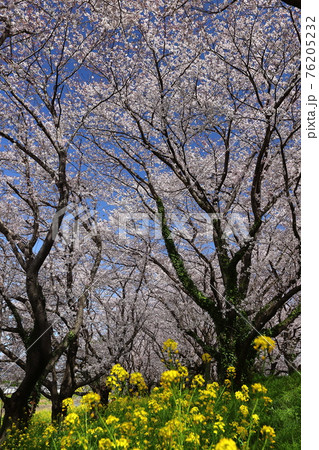 埼玉県比企郡吉見町　さくら堤公園の桜並木と菜の花 76205232