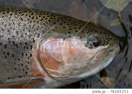 十勝のニジマス 十勝のニジマス 76205251