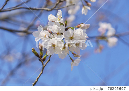 青空と満開の桜 【大阪市天王寺区東高津公園】 青空と満開の桜 【大阪市天王寺区東高津公園】 76205697