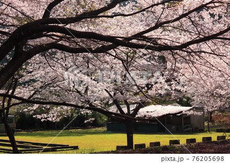 桜 76205698