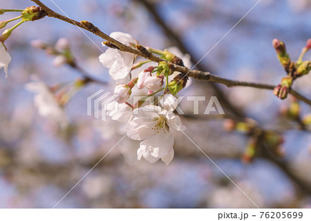 青空と満開の桜 【大阪市天王寺区東高津公園】 青空と満開の桜 【大阪市天王寺区東高津公園】 76205699