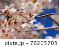 桜とミツバチ 76205703