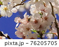桜とみつばち 76205705