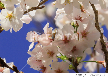 桜とみつばち 桜とみつばち 76205705