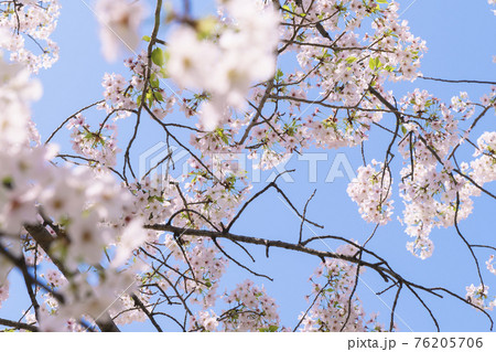 青空と満開の桜 【大阪市天王寺区東高津公園】 青空と満開の桜 【大阪市天王寺区東高津公園】 76205706