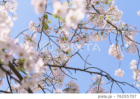 青空と満開の桜　【大阪市天王寺区東高津公園】 76205707