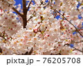 桜 76205708