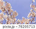 桜 76205713
