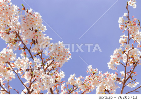 桜 76205713