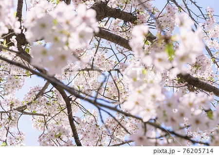 青空と満開の桜 【大阪市天王寺区東高津公園】 青空と満開の桜 【大阪市天王寺区東高津公園】 76205714