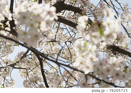 青空と満開の桜　【大阪市天王寺区東高津公園】 76205715