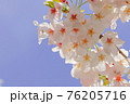 桜 76205716
