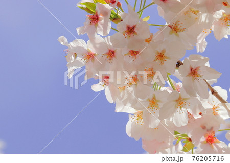 桜 76205716