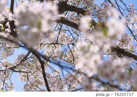 青空と満開の桜　【大阪市天王寺区東高津公園】 76205717
