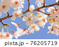桜 76205719