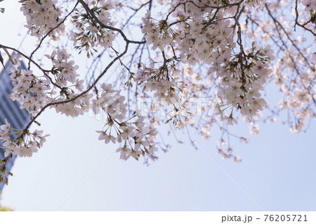 桜満開 吉野山(下千本)の桜開花・満開 天気情報 2025 - 日本気象協会