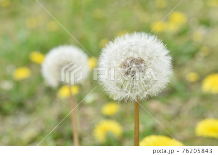 タンポポの綿毛 #7 タンポポの綿毛 #7 76205843