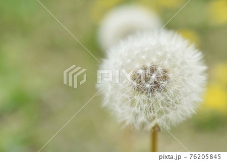 タンポポの綿毛をクローズアップ タンポポの綿毛をクローズアップ 76205845