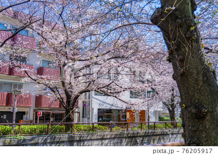 日本の春 東京都中目黒駅周辺 目黒川の桜並木の写真素材 日本の春 東京都中目黒駅周辺 目黒川の桜並木の写真素材