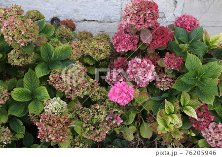 花壇に咲くアジサイ 花壇に咲くアジサイ 76205946