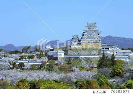 桜満開の姫路城 桜満開の姫路城 76205972