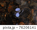 桜の花びらと石で蛙？誕生 76206141