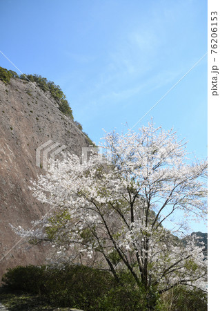 古座川の一枚岩と桜 76206153