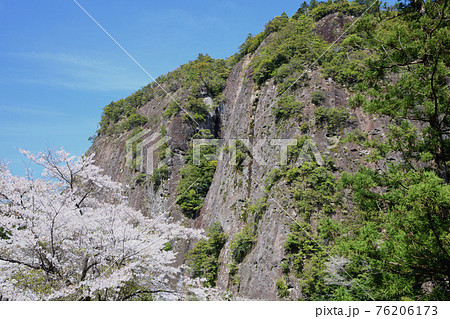 古座川の一枚岩と桜 古座川の一枚岩と桜 76206173